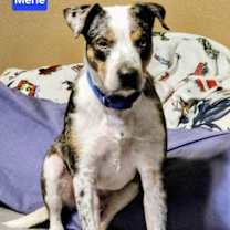 Thumbnail photo of Merle #3