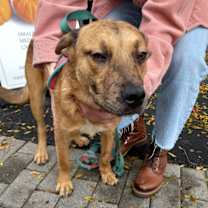 Thumbnail photo of Daisy #1