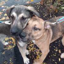 Thumbnail photo of Daisy #3