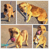 Thumbnail photo of Daisy #4