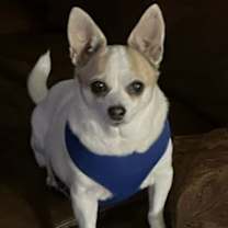 Thumbnail photo of Mitzi #1