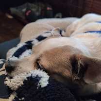 Thumbnail photo of Mitzi #2