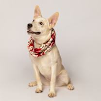 Thumbnail photo of Cow #3