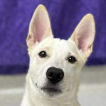 Thumbnail photo of Cow #4