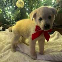 Thumbnail photo of Edison #3