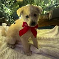 Thumbnail photo of Edison #4