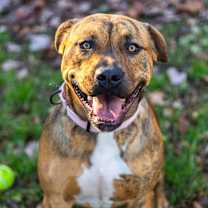 Thumbnail photo of Ziggy #1