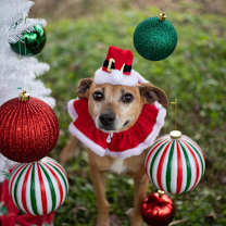 Thumbnail photo of Chig #1