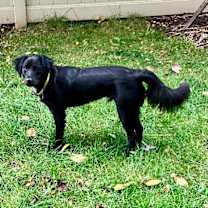 Thumbnail photo of Teddy #1