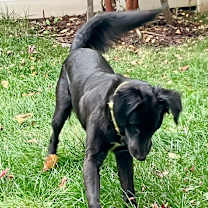 Thumbnail photo of Teddy #2