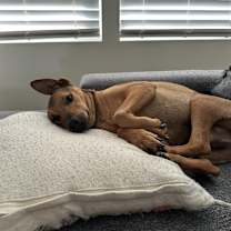 Thumbnail photo of Enzo #2