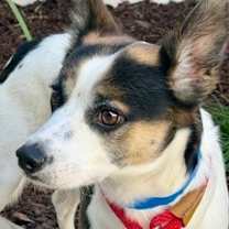 Thumbnail photo of Rascal #1