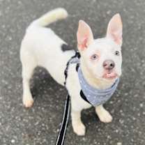 Thumbnail photo of Jellybean #2