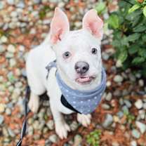 Thumbnail photo of Jellybean #3