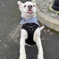 Thumbnail photo of Jellybean #4