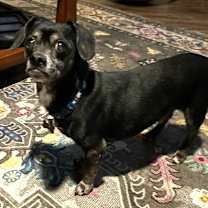 Thumbnail photo of Pepsi #1