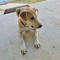 Thumbnail photo of Daisy #2