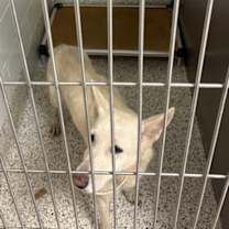 Thumbnail photo of Moomoo #2