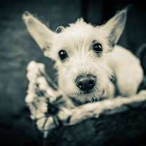 Thumbnail photo of Radar #4