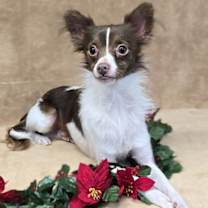 Thumbnail photo of Dasher #1