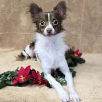 Thumbnail photo of Dasher #2