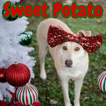Thumbnail photo of Sweet Potato #1