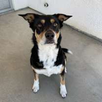 Thumbnail photo of Bonnie #1