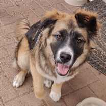 Thumbnail photo of Shaggy #3