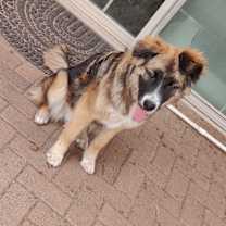 Thumbnail photo of Shaggy #1