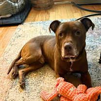 Thumbnail photo of Shabazz #3