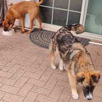 Thumbnail photo of Shaggy #4