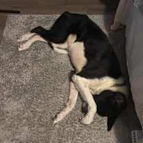 Thumbnail photo of Nala #2