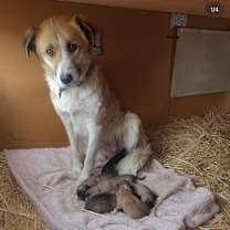 Thumbnail photo of Silvermist #2