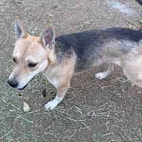 Thumbnail photo of Princess #4