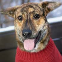 Thumbnail photo of Beethoven #1