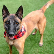 Thumbnail photo of Bella #2