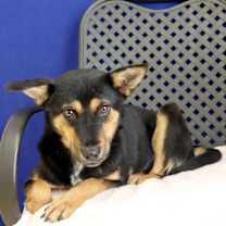 Thumbnail photo of Patches #2