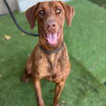 Thumbnail photo of Peanut #4