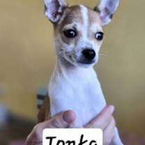 Thumbnail photo of R Tonka #1