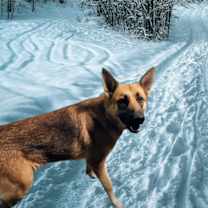 Thumbnail photo of Oakley #1