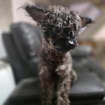 Thumbnail photo of Lambchop #1