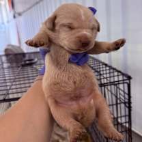 Thumbnail photo of Yondu #2