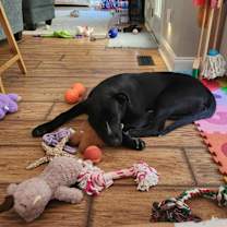 Thumbnail photo of Diesel #3