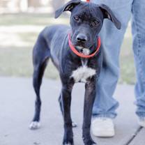 Thumbnail photo of Nalays #3