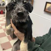 Thumbnail photo of Bindy #1