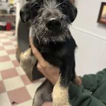 Thumbnail photo of Bindy #2