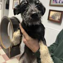 Thumbnail photo of Bindy #3