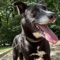 Thumbnail photo of Scotch #3