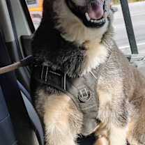 Thumbnail photo of Petey TN #2