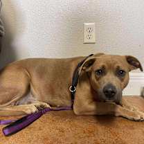 Thumbnail photo of Pumpkinn #1